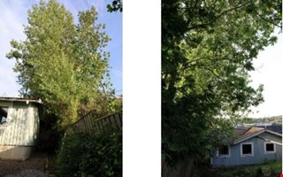 Granntvist om h�ga tr�d � v�xer in �ver tomtgr�nsen