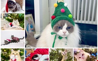 T�vlingen avgjord � Tiffany blev �rets lussekatt 