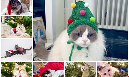 T�vlingen avgjord � Tiffany blev �rets lussekatt 