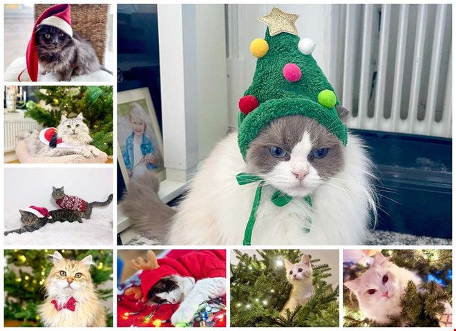 T�vlingen avgjord � Tiffany blev �rets lussekatt 