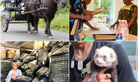 �rskr�nika: Fr�n rymmande illrar till nya lagar