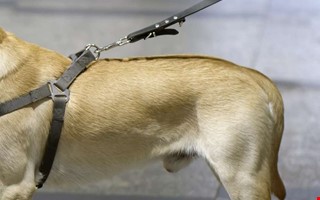 Misshandel och djurpl�geri � slog hund med koppel