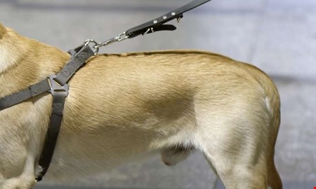 Misshandel och djurpl�geri � slog hund med koppel