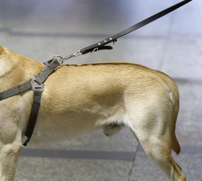 Misshandel och djurpl�geri � slog hund med koppel