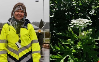 Varningen till Kungsbacka � invasiva arten sprider sig