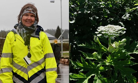 Varningen till Kungsbacka � invasiva arten sprider sig