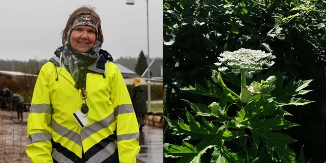 Varningen till Kungsbacka � invasiva arten sprider sig