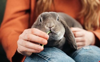 �rets lista: Kaniner fortsatt popul�ra i hemmen