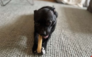 Charmtrollet Bonnie har eget konto p� Instagram