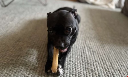 Charmtrollet Bonnie har eget konto p� Instagram