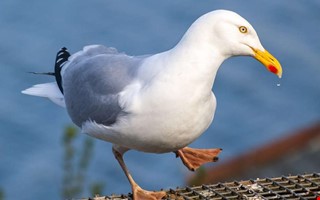 Fall av f�gelinfluensa i Kungsbacka konstaterat