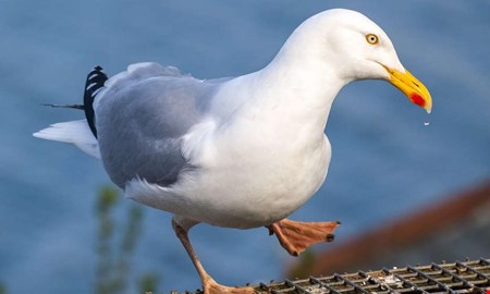 Fall av f�gelinfluensa i Kungsbacka konstaterat