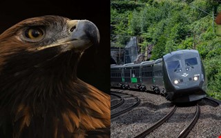 �rn blev p�k�rd av t�get