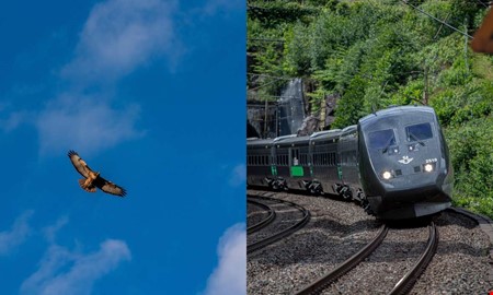 �rn blev p�k�rd av t�get