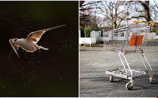 F�gel i matbutik � skyddsj�gare kallades in