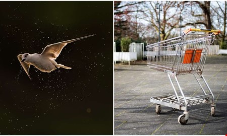F�gel i matbutik � skyddsj�gare kallades in