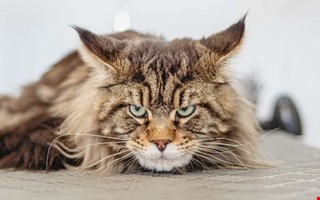 Det h�r �r de vanligaste kattnamnen i Kungsbacka