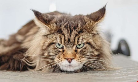 Det h�r �r de vanligaste kattnamnen i Kungsbacka