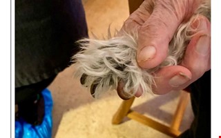 Inspekt�r sl�ngdes ut � vansk�tt hund fick avlivas