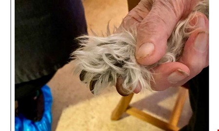 Inspekt�r sl�ngdes ut � vansk�tt hund fick avlivas