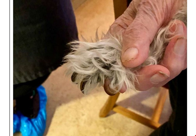 Inspekt�r sl�ngdes ut � vansk�tt hund fick avlivas