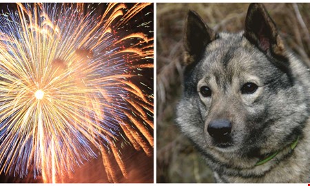 Debatt: Vad t�nker ni g�ra �t fyrverkerier?