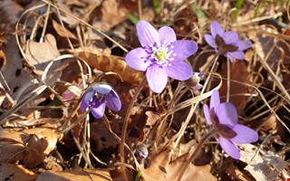 Debatt: Tjol�holm m�ste f� kosta skattepengar