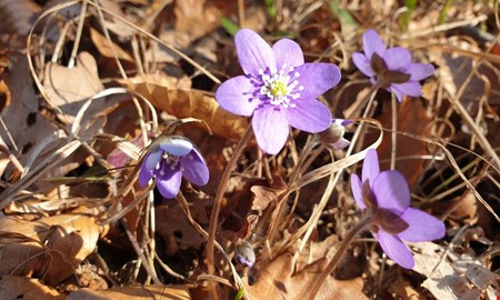 Debatt: Tjol�holm m�ste f� kosta skattepengar