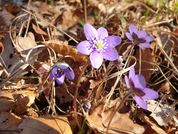 Debatt: Tjolöholm måste få kosta skattepengar Debatt: Tjolöholm måste få kosta skattepengar