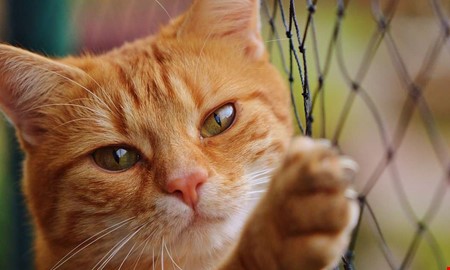 Kvinna kr�ver ers�ttning f�r cancersjuk katt