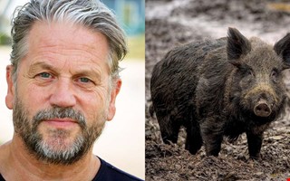 Reglerna �ndras � fler vildsvin kan skjutas