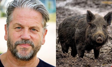 Reglerna �ndras � fler vildsvin kan skjutas