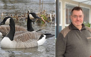 D�rf�r �r det ovanligt m�nga g�ss i Kungsbacka 