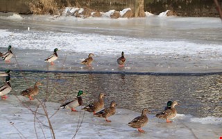 F�geldramatik med lyckligt slut i Kungsbacka�n