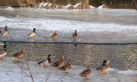 F�geldramatik med lyckligt slut i Kungsbacka�n