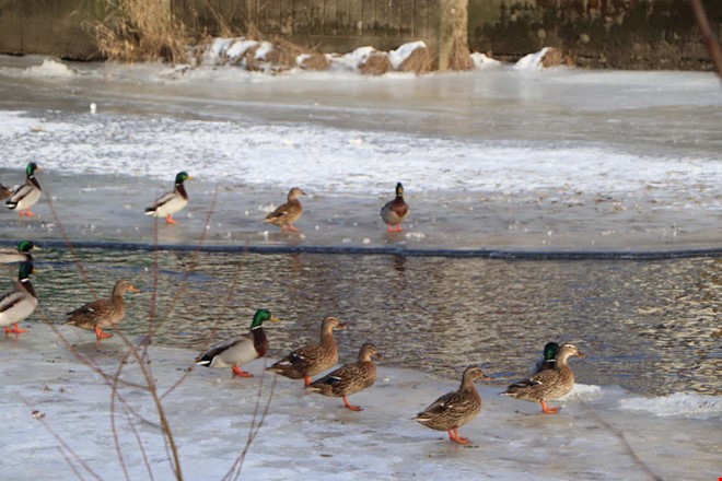 F�geldramatik med lyckligt slut