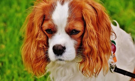 G�rna hundrastg�rd - men inte med kommunpengar