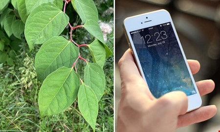 Inv�narna kan f� hj�lpa till i kamp mot invasiva arter