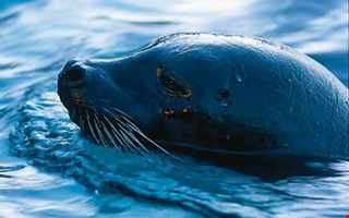 Skyddsjakt p� knubbs�l till�ts � s� m�nga f�r skjutas