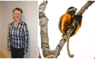 Fotografens unika m�ten med Madagaskars lemurer