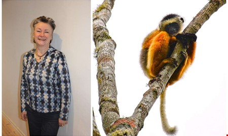 Fotografens unika m�ten med Madagaskars lemurer