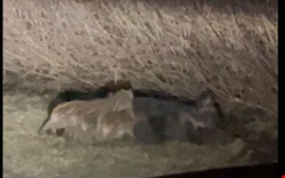 Unik film: Se suggan och kultingarna i Onsala