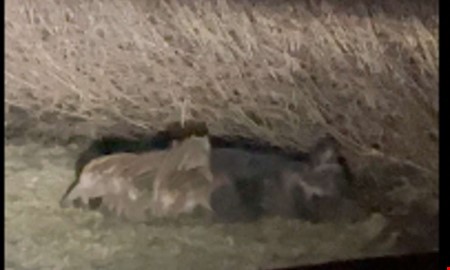 Unik film: Se suggan och kultingarna i Onsala