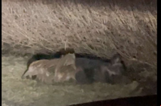 Unik film: N�sta generation vildsvin p� g�ng