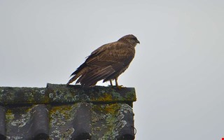 F�gelinfluensan sprider sig � ormvr�k d�d i Kungsbacka