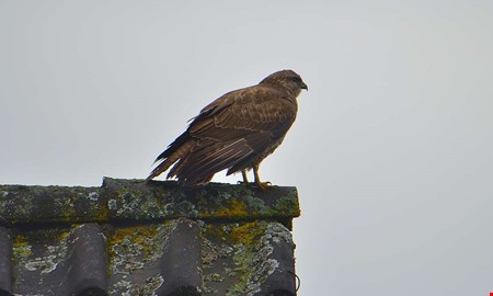 F�gelinfluensan sprider sig � ormvr�k d�d i Kungsbacka