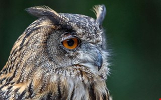 D�d berguv hittad i n�rheten av Tjol�holm