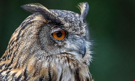 D�d berguv hittad i n�rheten av Tjol�holm