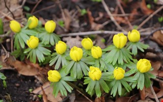 V�ren tvekar � men krokus trotsar kylan