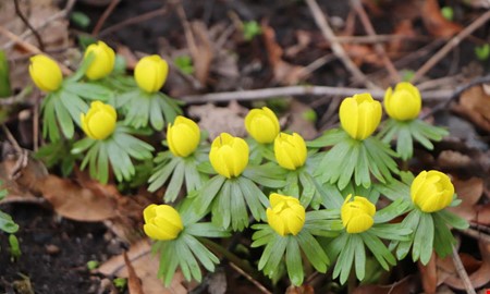 V�ren tvekar � men krokus trotsar kylan